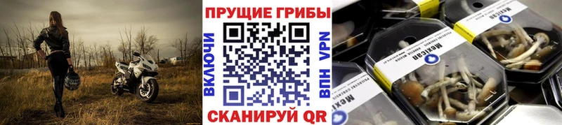 Галлюциногенные грибы Cubensis  KRAKEN   Красный Холм  где найти  